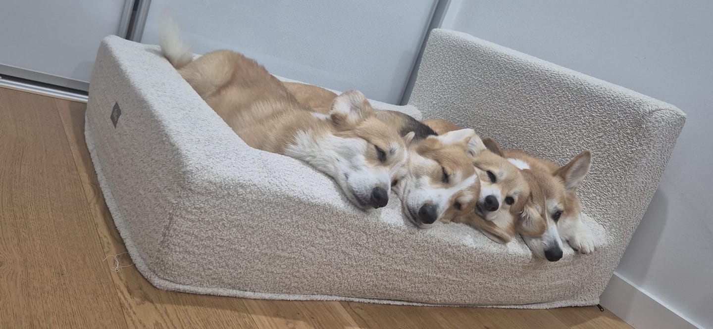 Customer photo review of Fur King Throne - Orthopedic Dog Bed