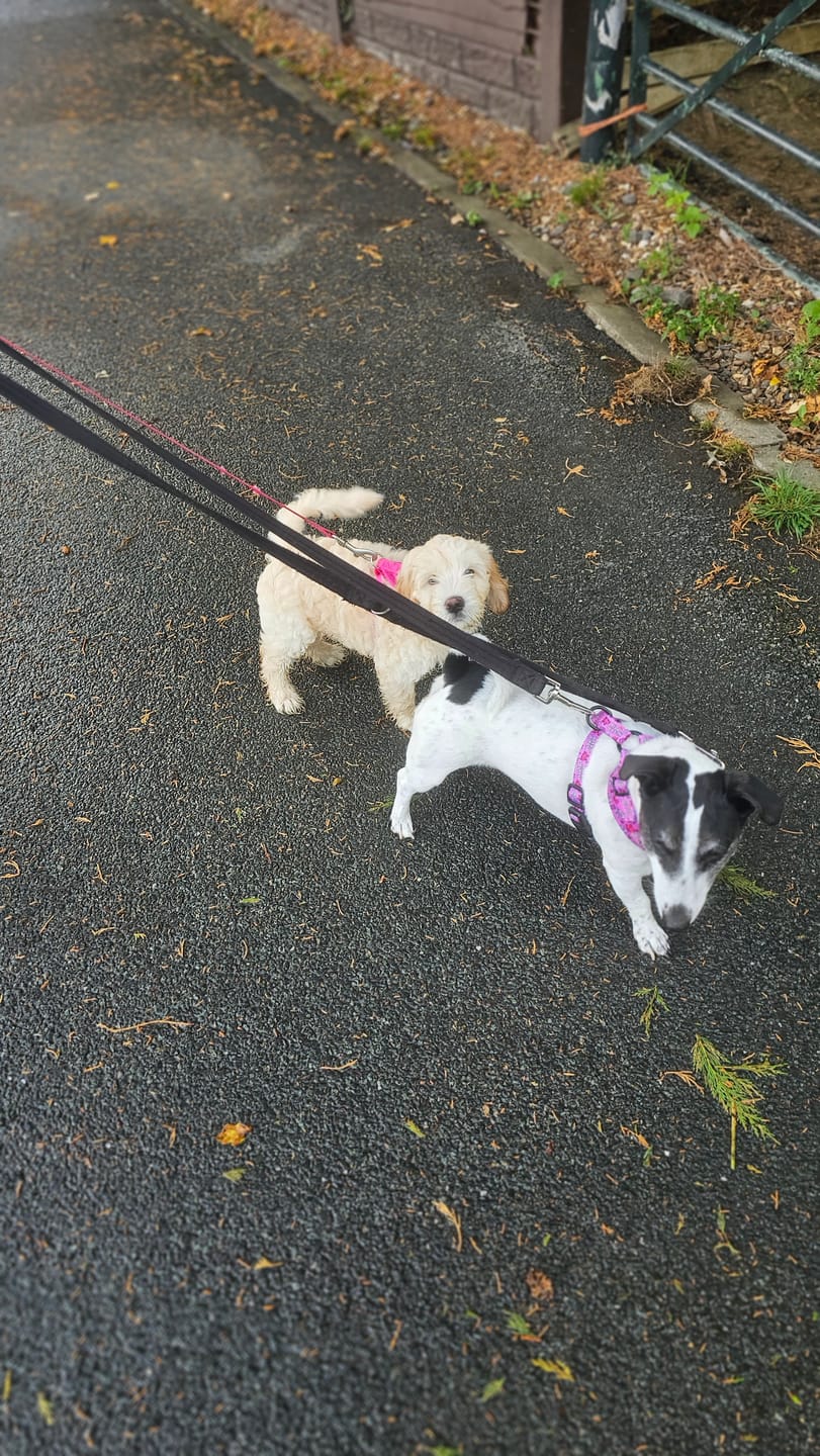 Customer photo review of Needy bi**h harness