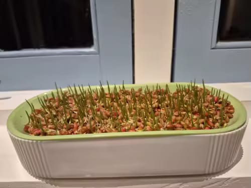 Customer photo review of KittyGrass™ Indoor Cat Garden
