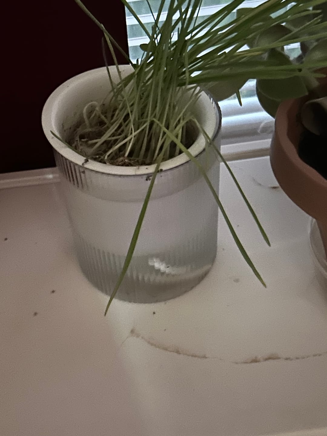 Customer photo review of Michu All-in-One Soil-Free Cat Grass Grow Kit - Made In USA