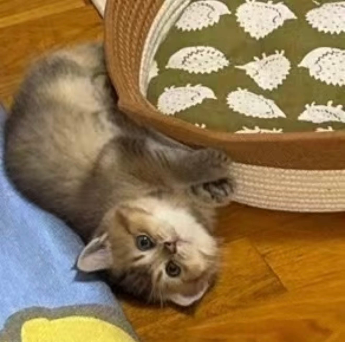 Customer photo review of Rattan Cat Bed
