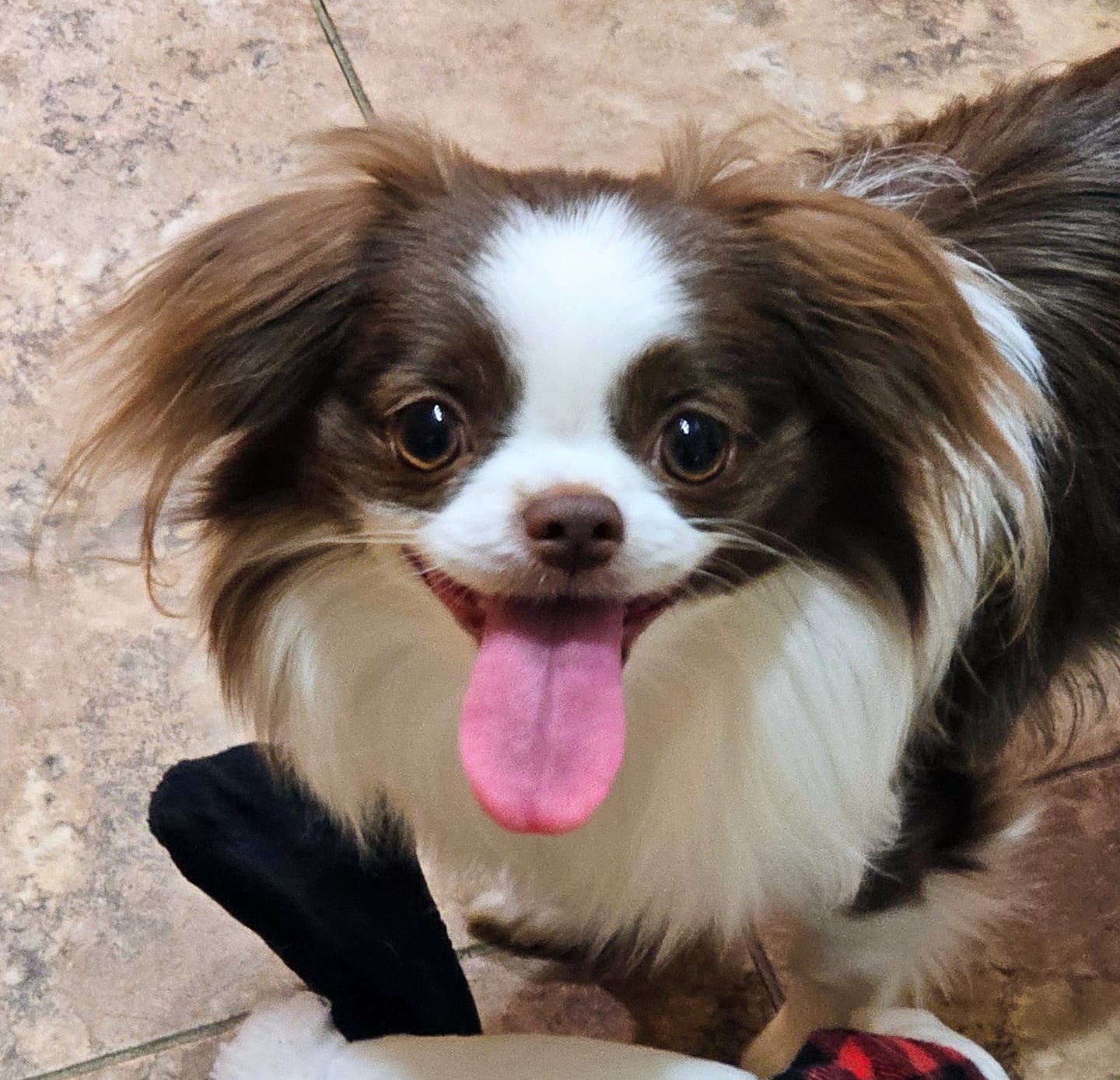 Customer photo review of HealthyMouth® Water Additive For Dogs (Clinically Proven, VOHC Accepted)