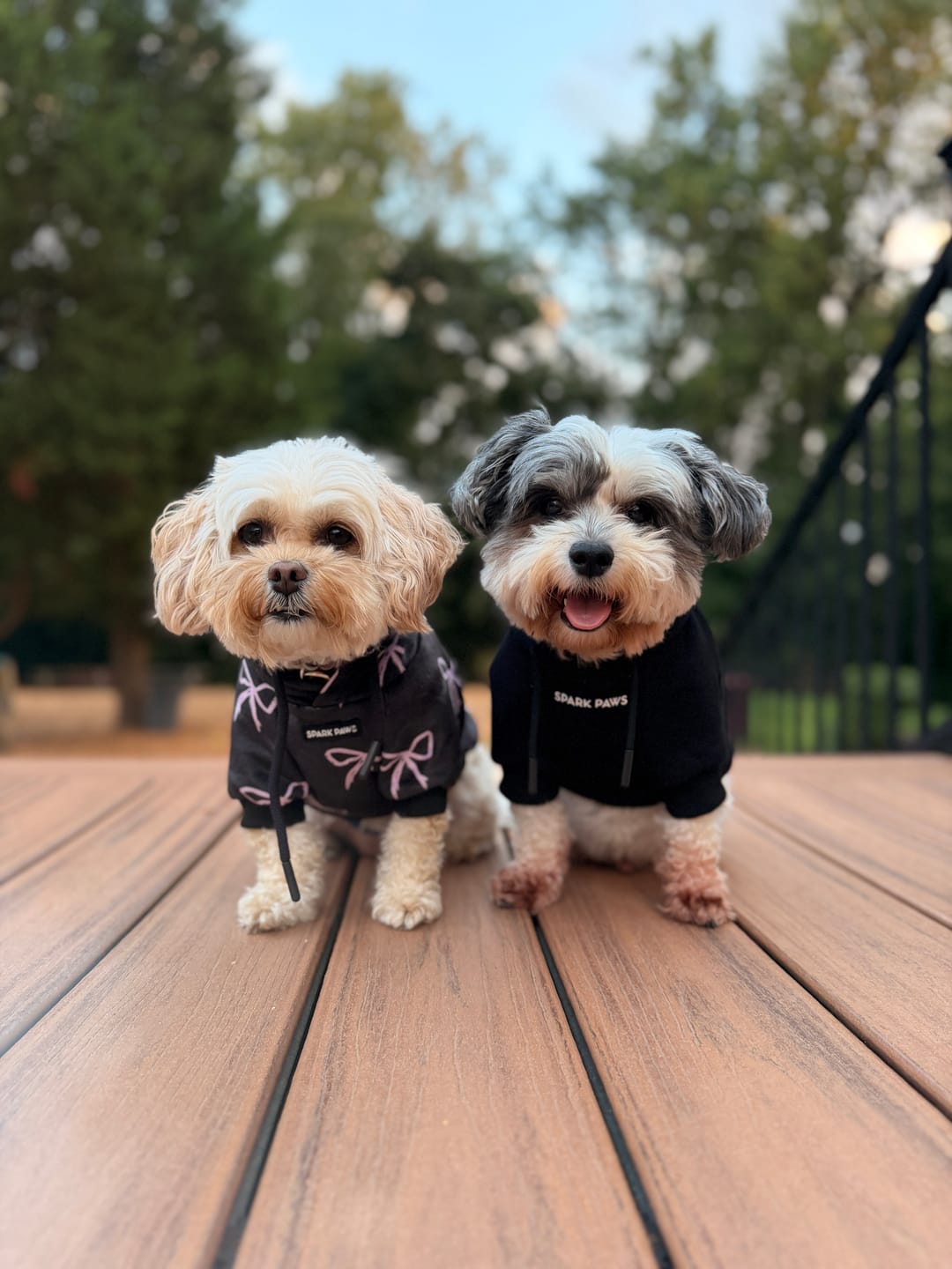 Customer photo review of Essential Dog Hoodie - Black