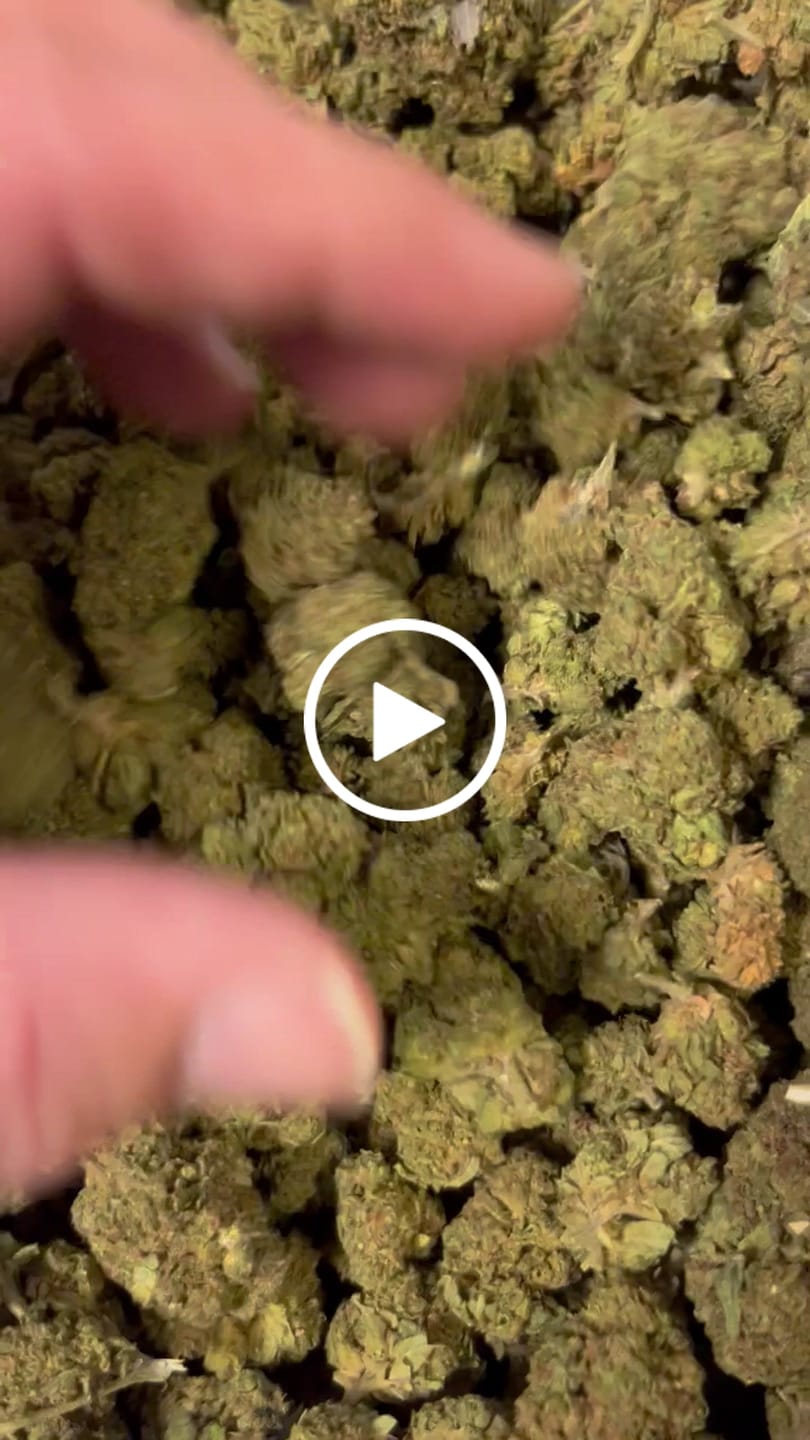 Customer video review of Cheap THCA Flower Pound