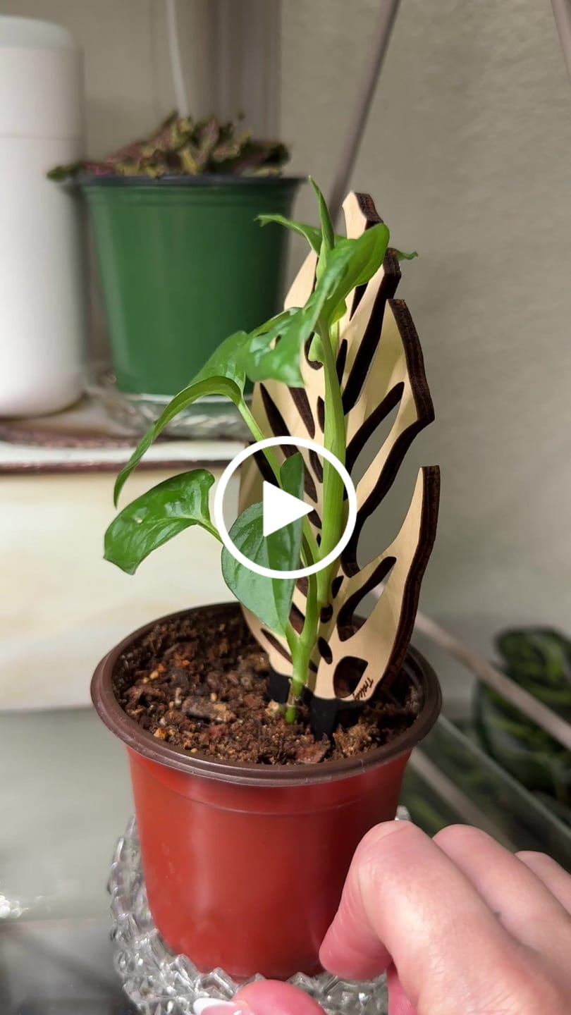 Customer video review of BARE Mini Trellises - Assorted 4 designs