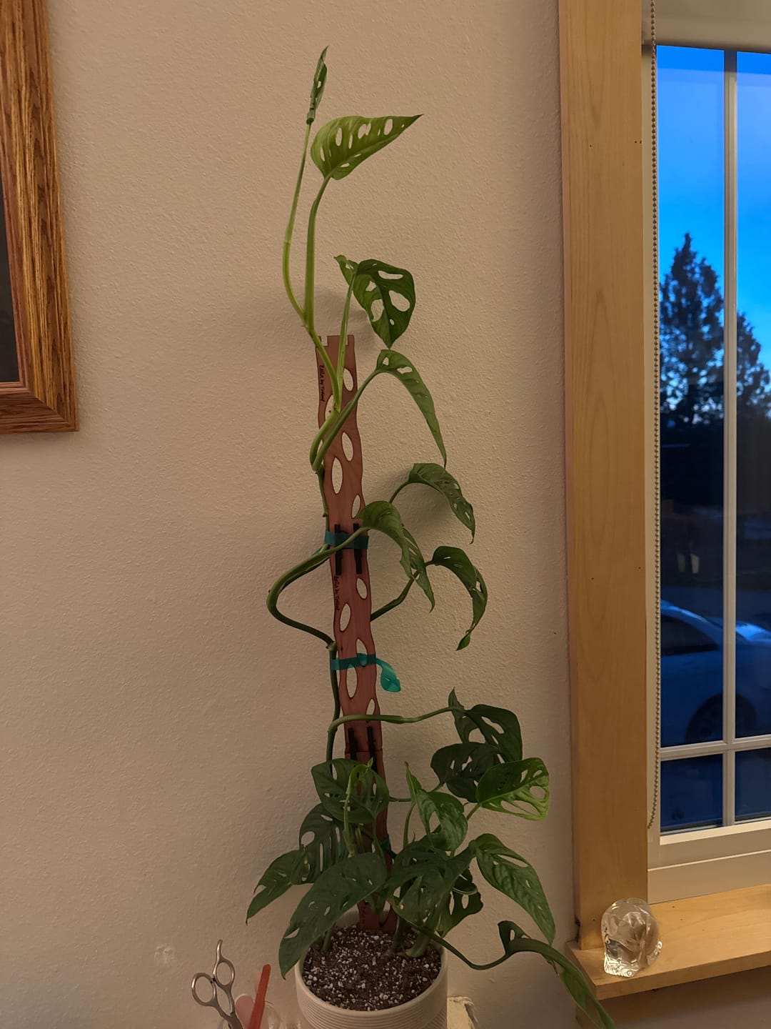 Customer photo review of Zella - Wooden Extendable Plant Support