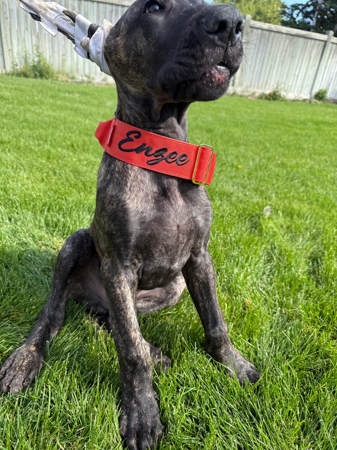 Customer photo review of 2" Tacti Luxe Dog Collar - Gold Cognac