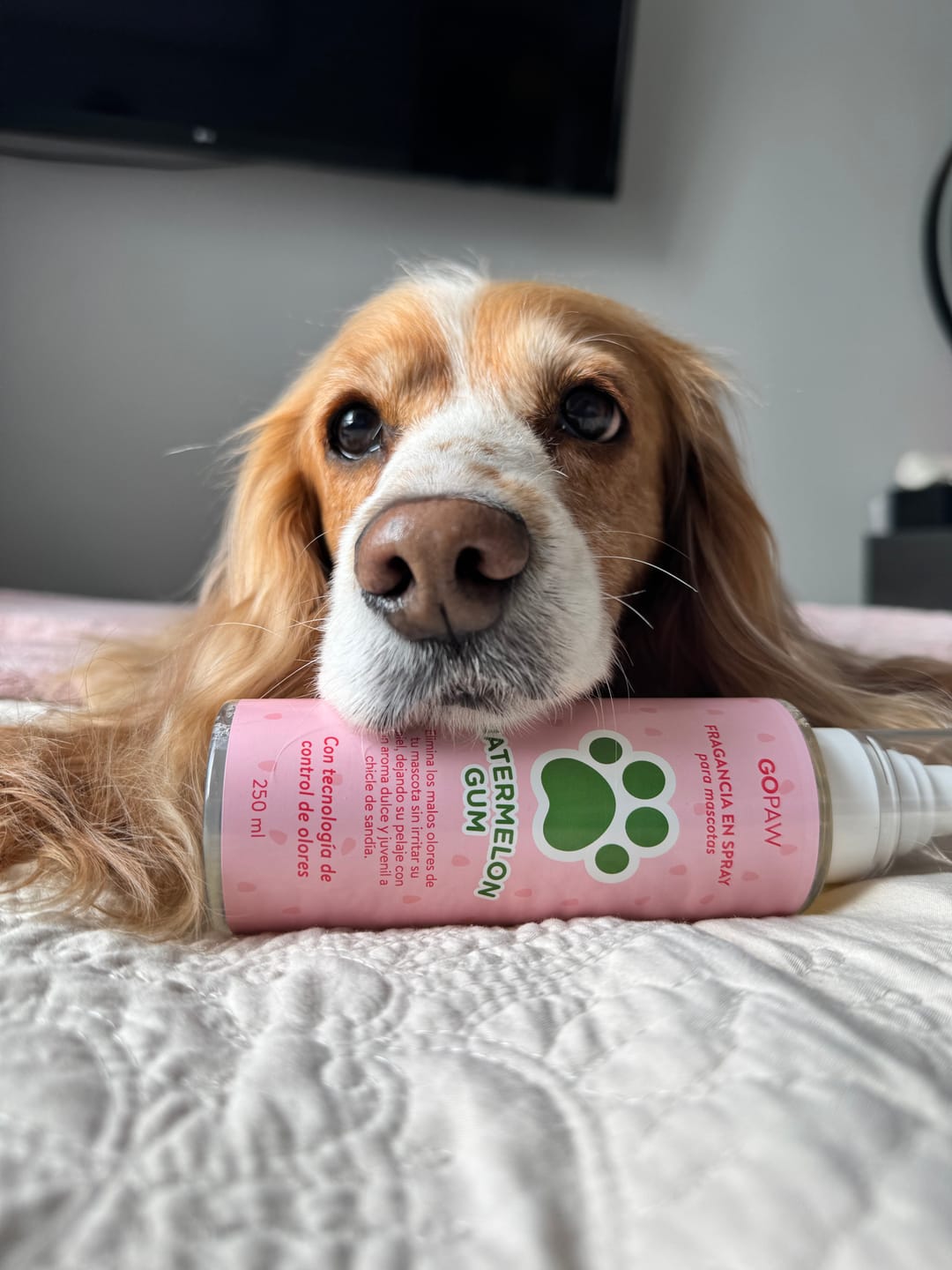 Customer photo review of Fragancia Para Mascotas Elimina Olores - Watermelon Gum
