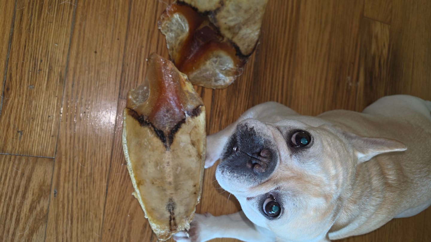 Customer photo review of Chest Bone (11" x 6"x 3”): The Durable, Flavor-Packed Chew for Light and Moderate Chewers