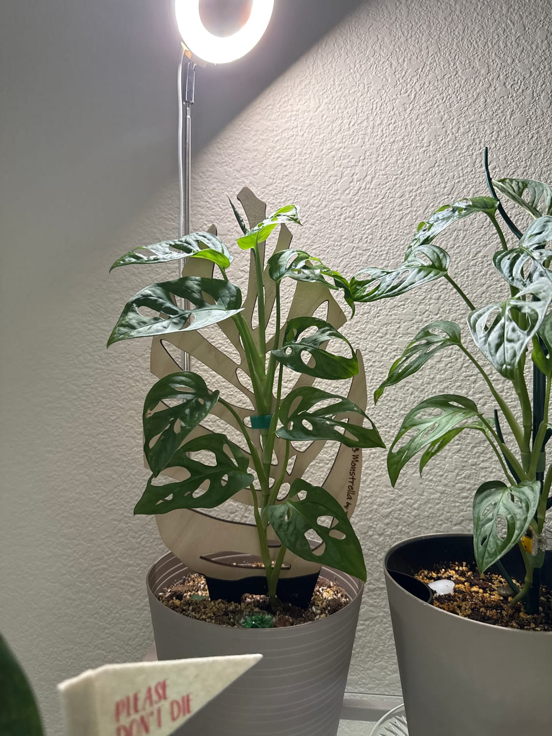 Customer photo review of BARE™ Monstrella™ - Customizable Monstera shaped wooden plant support