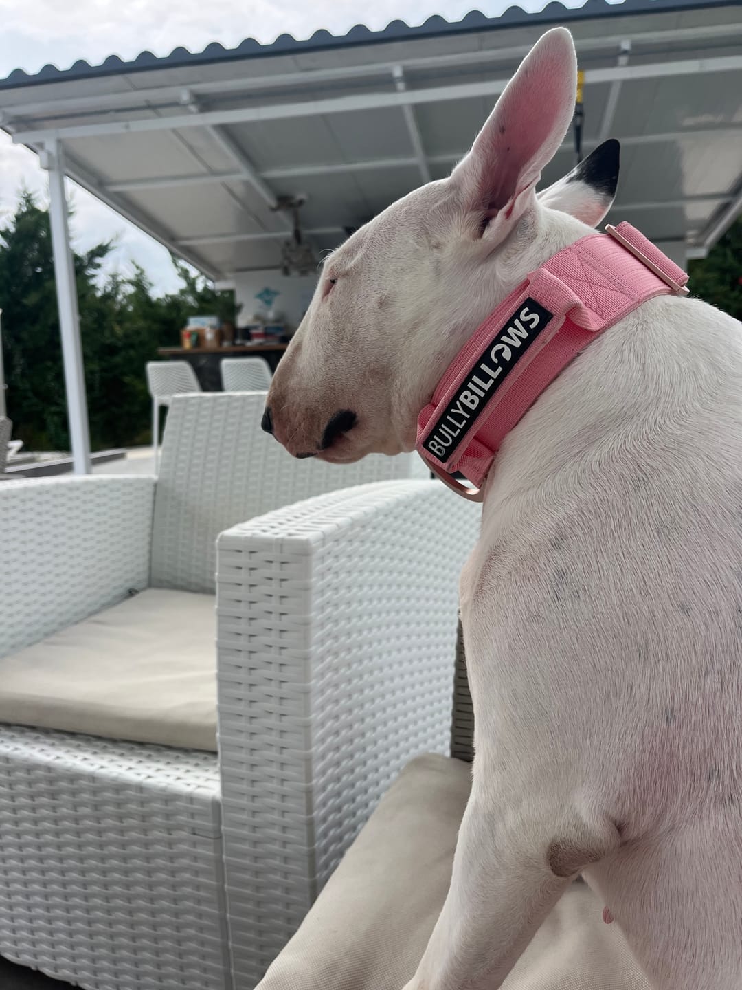 Customer photo review of 5cm Lighter Combat® Collar | With Handle & Secure Clip - Pink x Pink