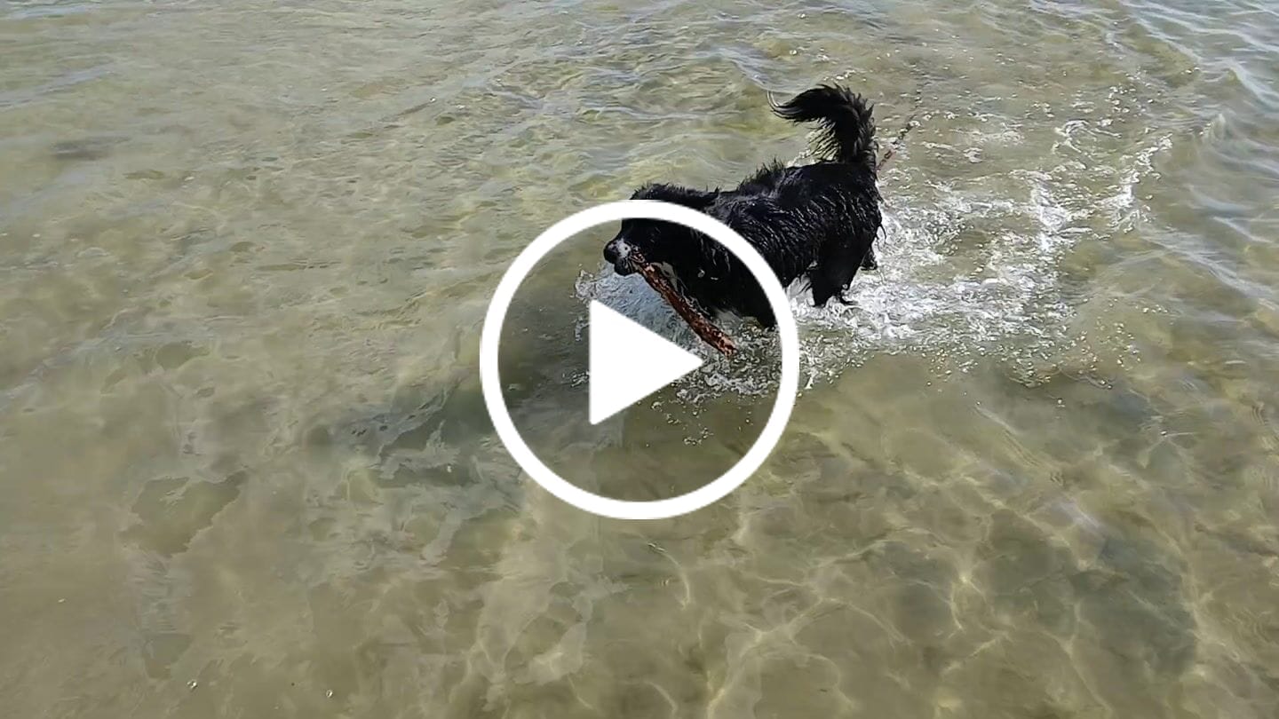 Customer video review of Wurmtest Plus Hund