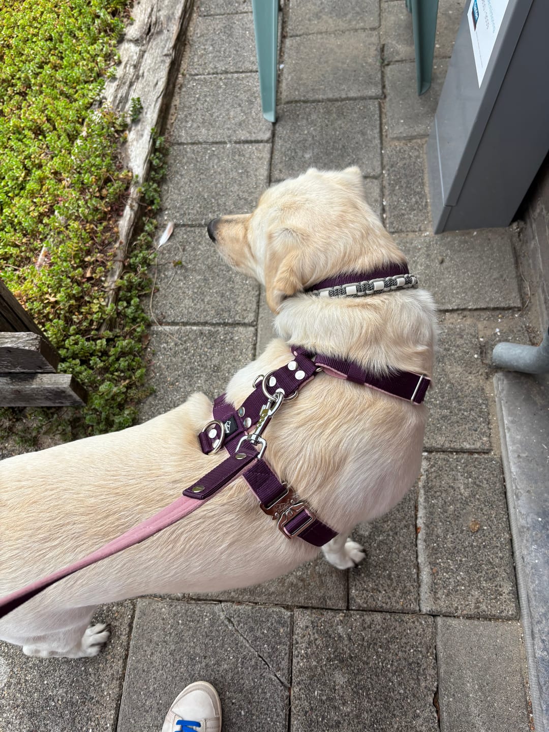 Customer photo review of Easy Walk Extreme Plum - Sele med snabbspänne
