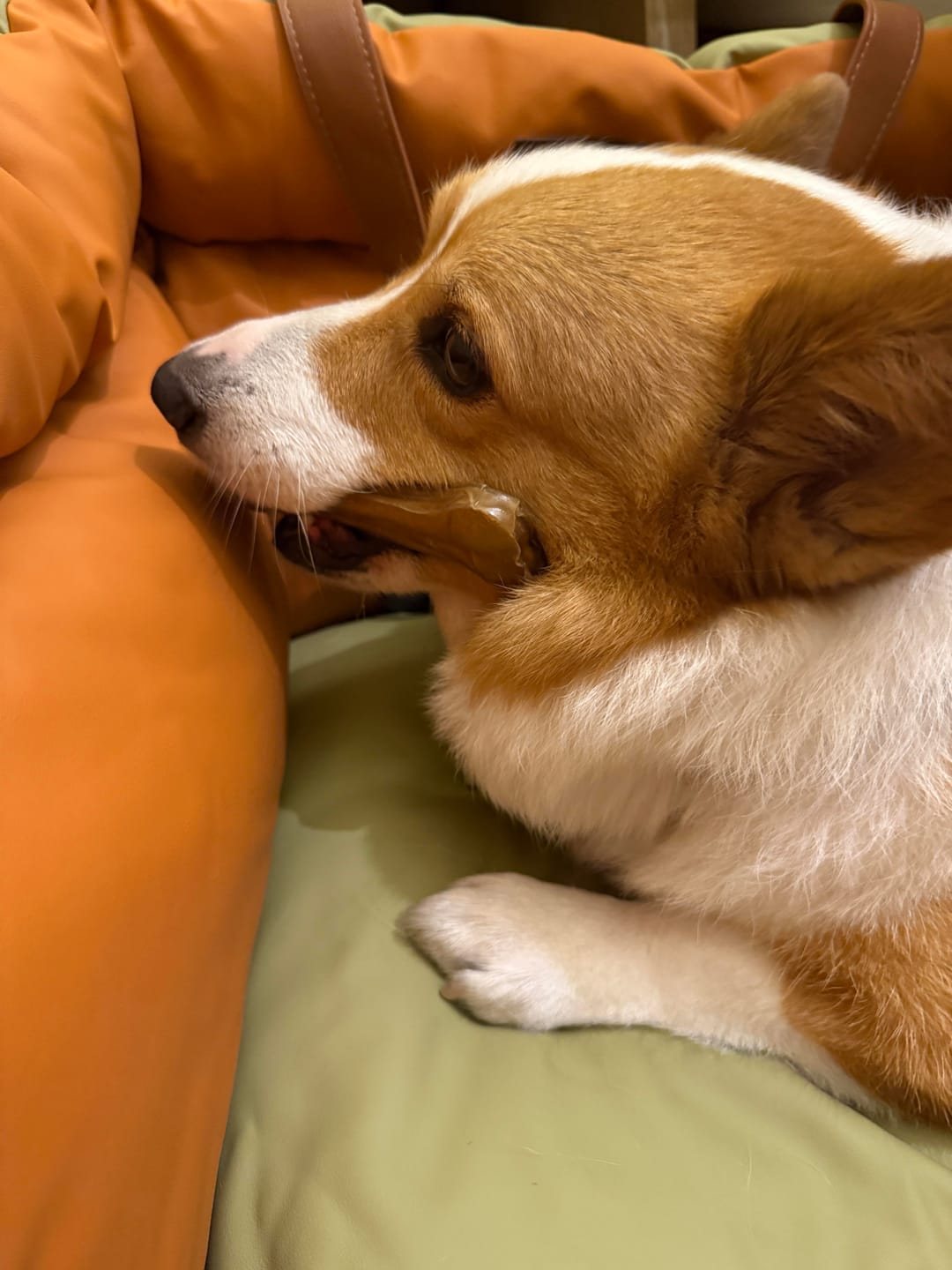 Customer photo review of Deluxe Faux Leather Dog Car Seat