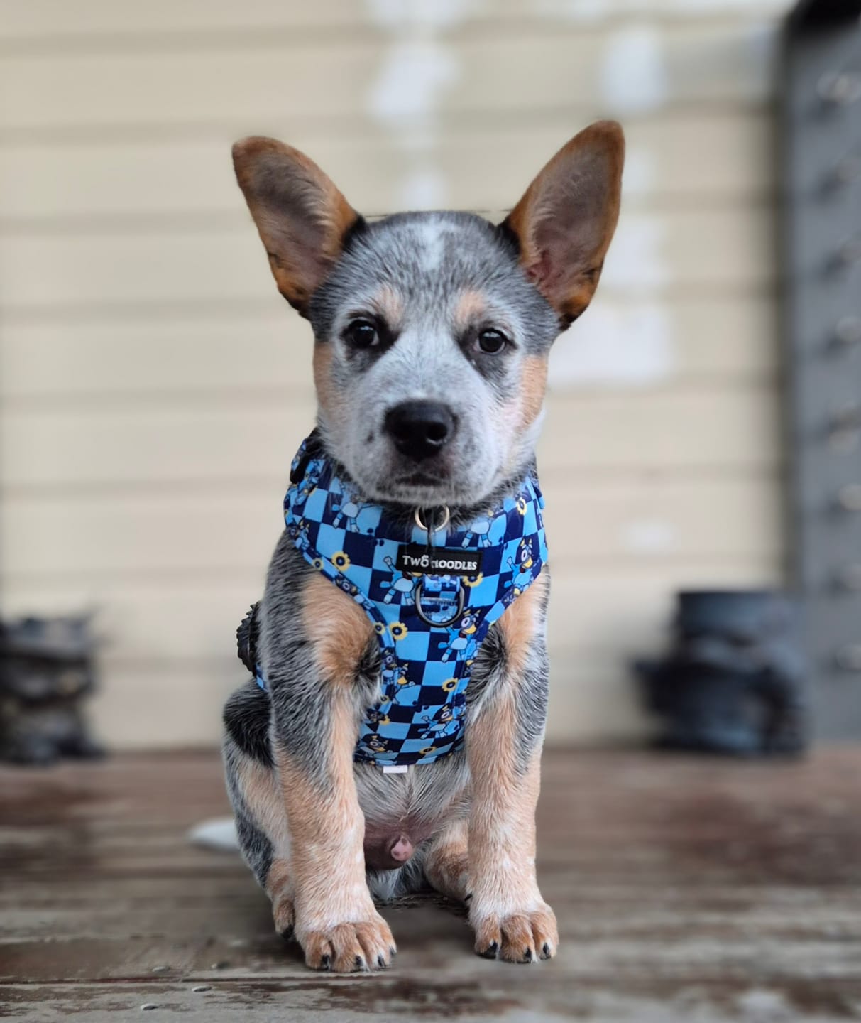 Customer photo review of HARNESS ADJUSTABLE - TRUE BLUEY