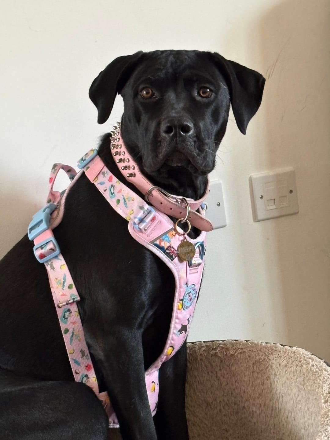 Customer photo review of Anti Pull Hurricane Harness Lighter | With Handle - BalmyBillows Pink