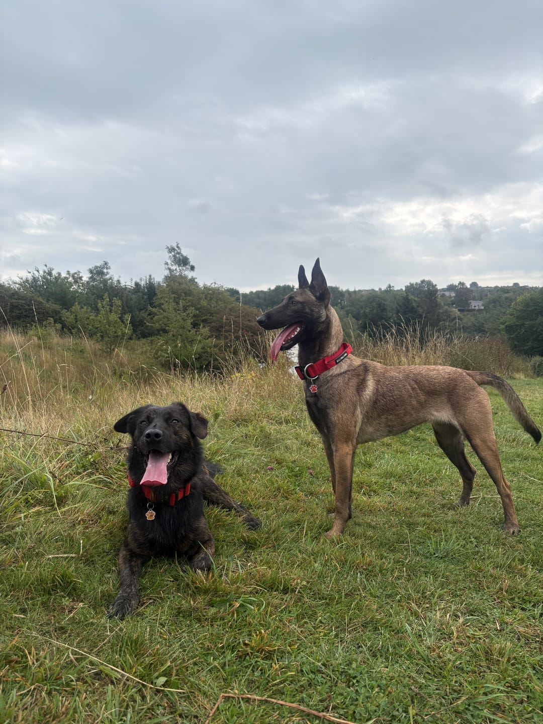 Customer photo review of 4cm LIGHTER Combat® Collar | With Handle & Secure Clip - Burnt Orange X Khaki