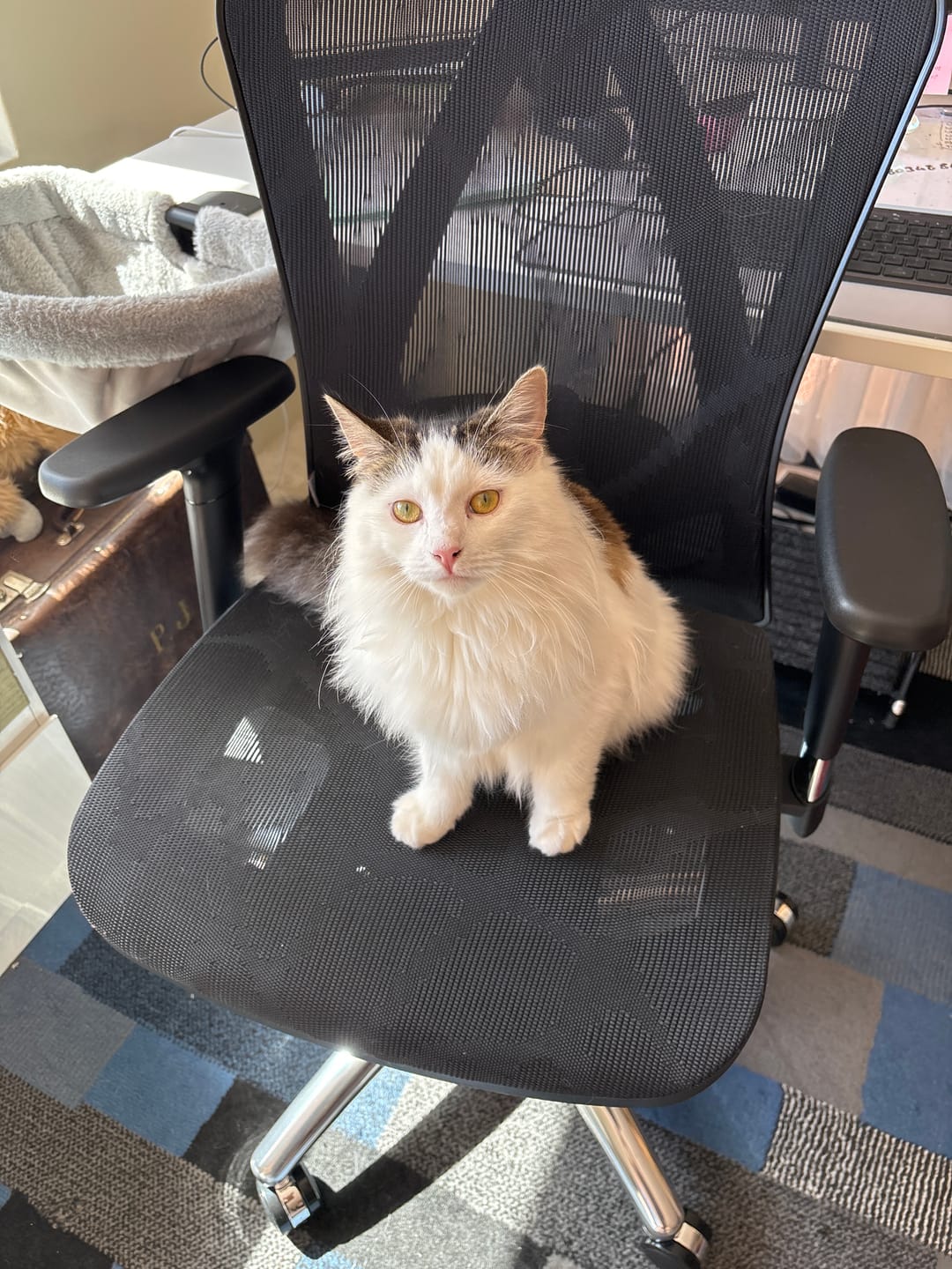 Customer photo review of Sihoo M57 Ergonomic Office Chair