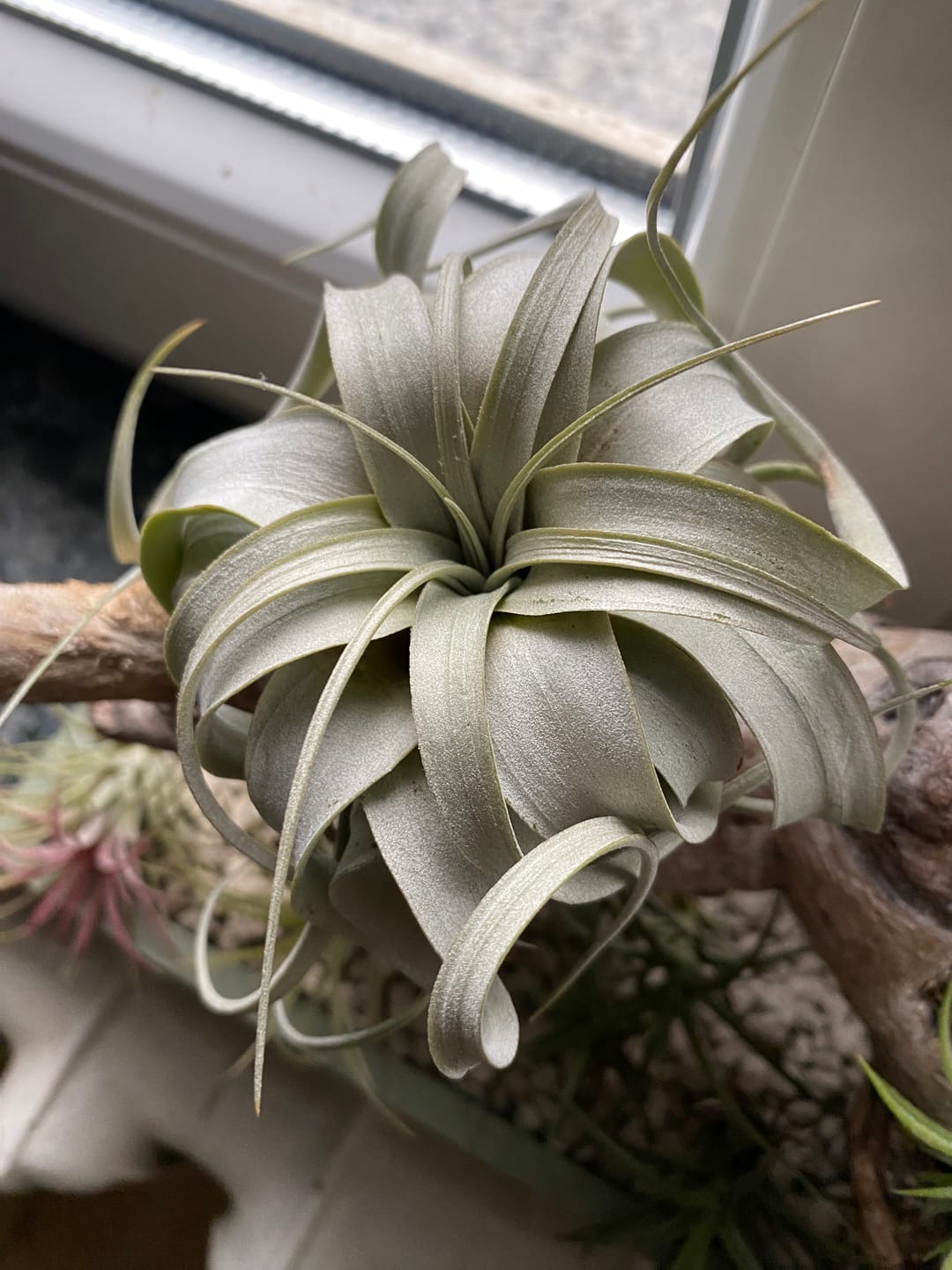 Customer photo review of Tillandsia xerographica 'Bonsai'