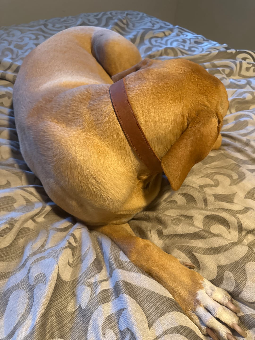 Customer photo review of Personalized Dog Collar with Rustic Buckle | Crazy Horse Leather