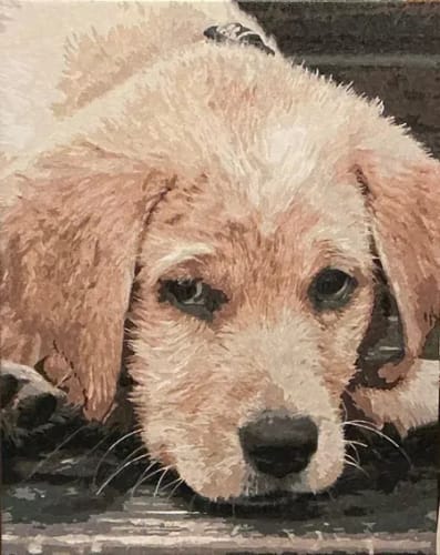 Customer's Custom Paint by Numbers puppy portrait showing detailed light fur and dark eyes on canvas.