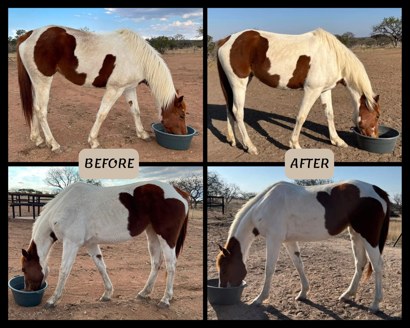 Customer photo review of Equimin Trophy (Supplement For Horses & Game)