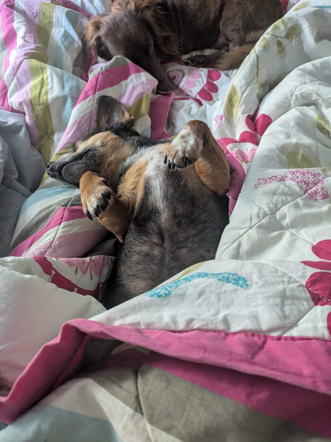 Customer photo review of Flea & Tick Spray with Neem Oil for Dogs & Cats