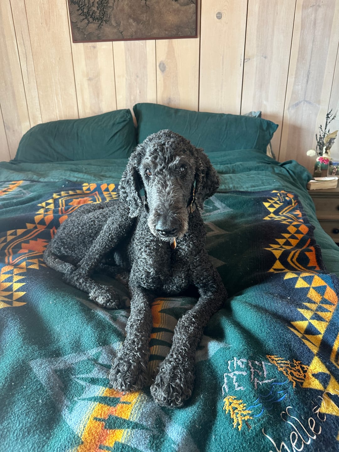 Customer photo review of Daily Healthy-Aging Support for Aging Dogs