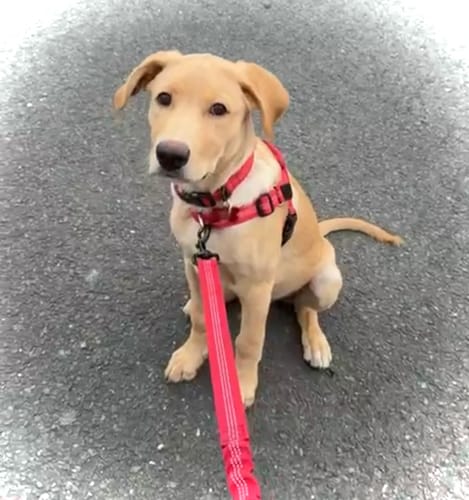 Customer's puppy wearing a red ParoPet Essentials Dog Collar and harness with a bungee lead, sitting on asphalt.