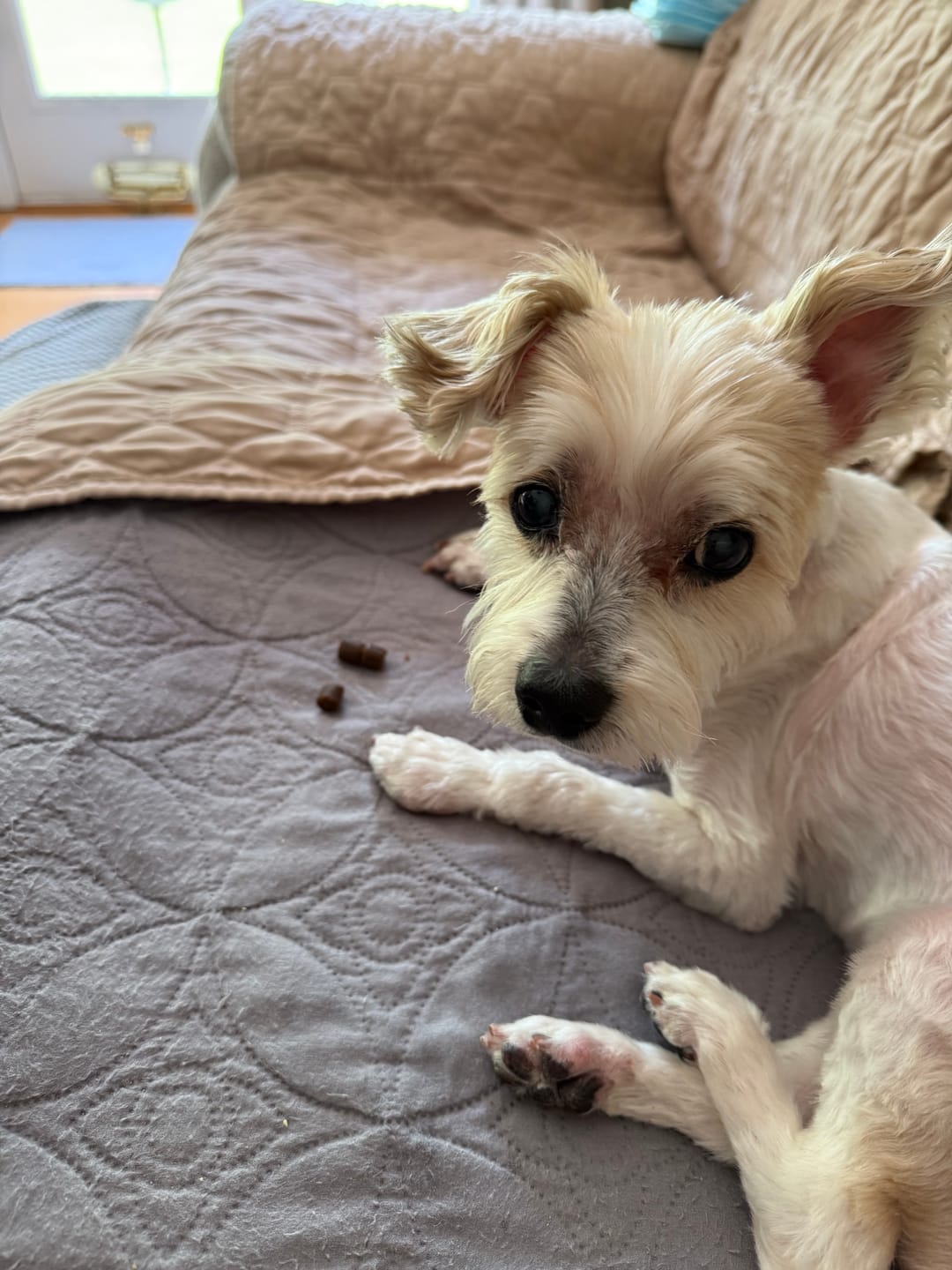 Customer photo review of Daily Healthy-Aging Support for Aging Dogs
