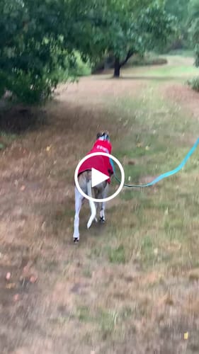 Customer video review of Waterproof Tracking / Training Lead