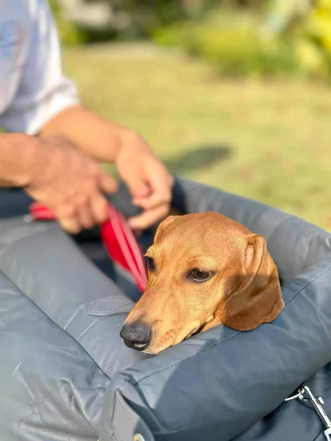 Customer photo review of Deluxe Faux Leather Dog Car Seat