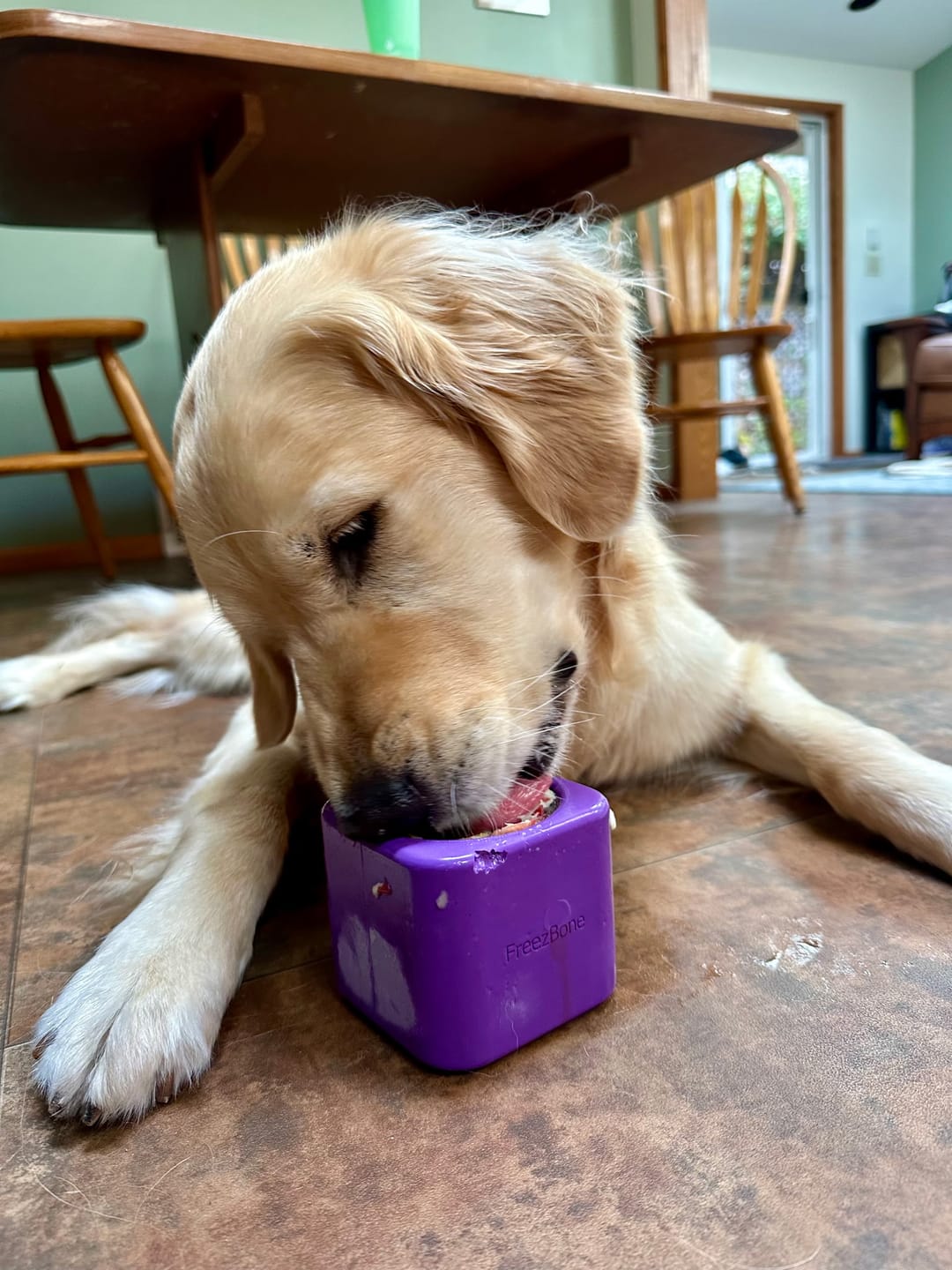 Customer photo review of Freezbone Complete Dog Enrichment Bundle