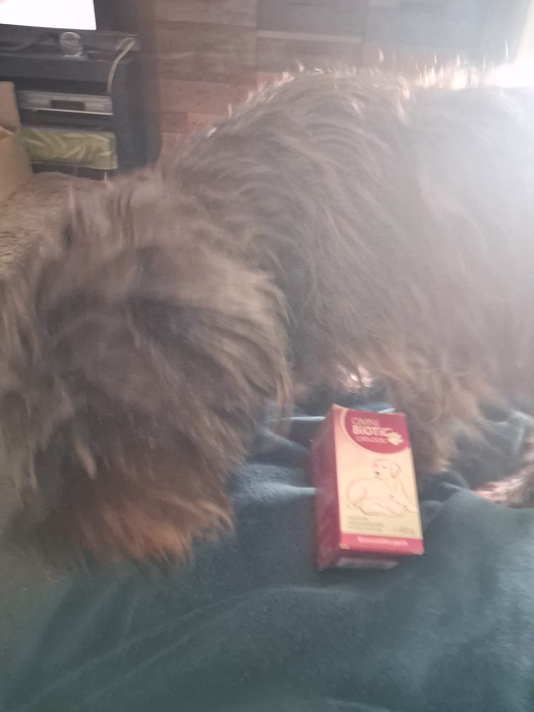 Customer photo review of OMNi-BiOTiC® CAT & DOG