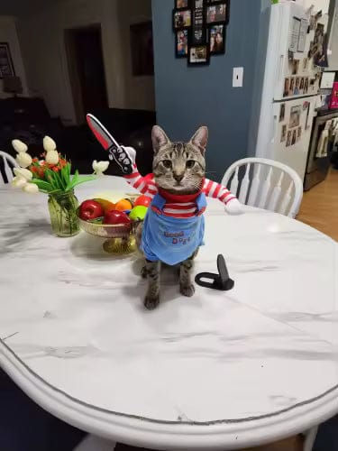 Customer photo review of Disfraz "Muñeco Diabólico" para gatos