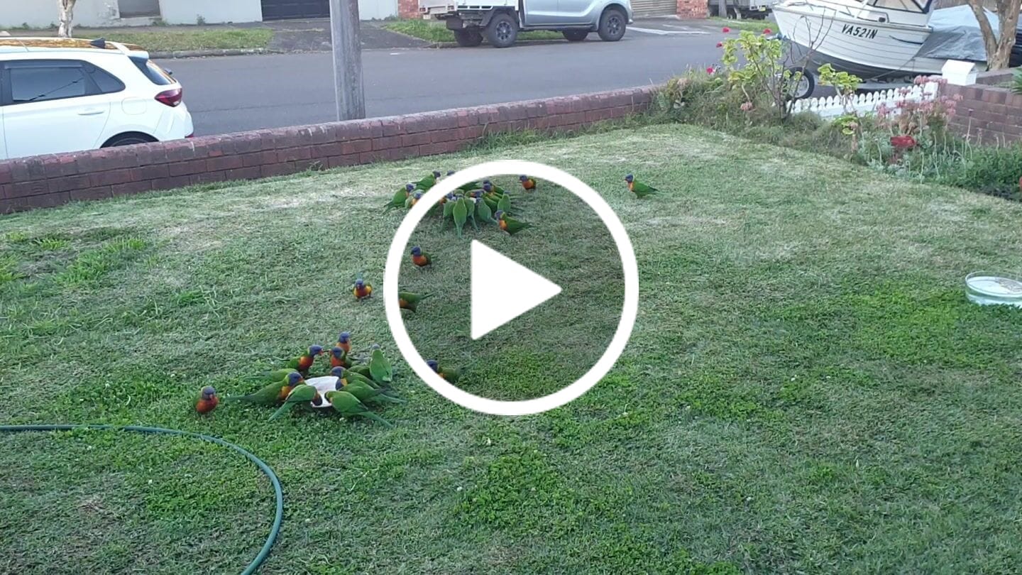 Customer video review of Vetafarm Forest Fusion Lorikeet Diet