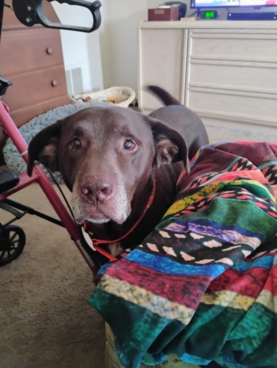 Customer photo review of K9 Belly Bliss™