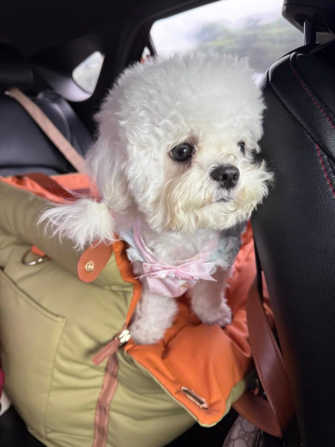 Customer photo review of Deluxe Faux Leather Dog Car Seat