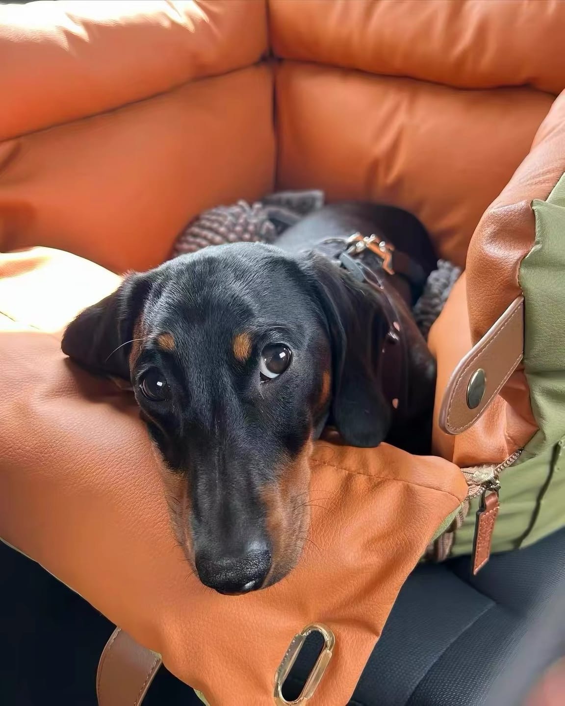 Customer photo review of Deluxe Faux Leather Dog Car Seat