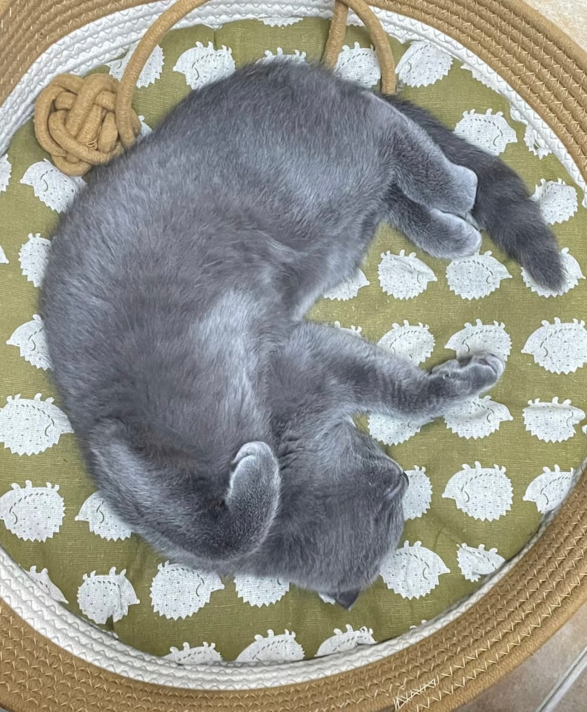 Customer photo review of Rattan Cat Bed