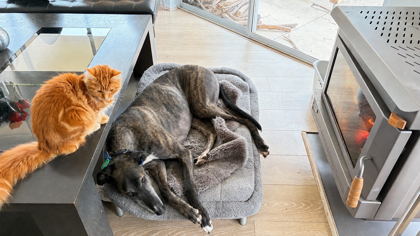 Customer photo review of Aluminium Outdoor Dog Bed Frame – Metal Base for Pets