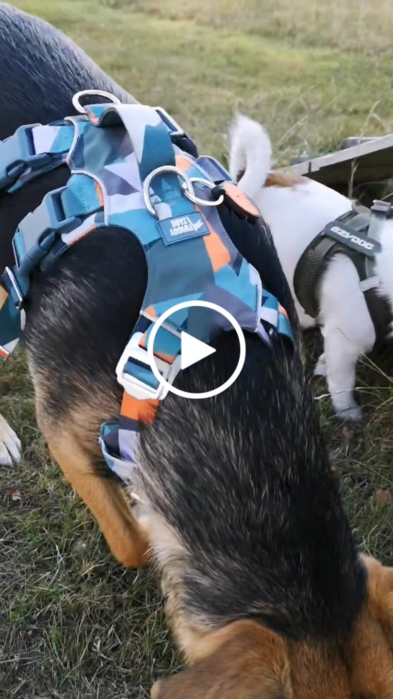 Customer video review of Scramble Harness