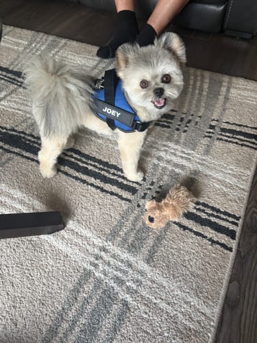 Customer's small dog wearing the blue Dogshood Ergonomic Harness labeled Joey, standing on a carpeted floor.