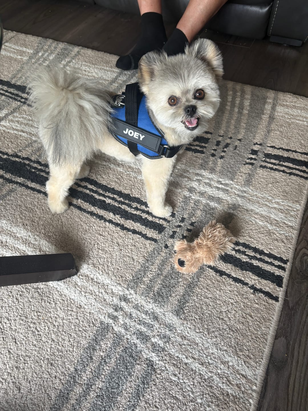 Customer photo review of Dogshood ™ Ergonomic Harness
