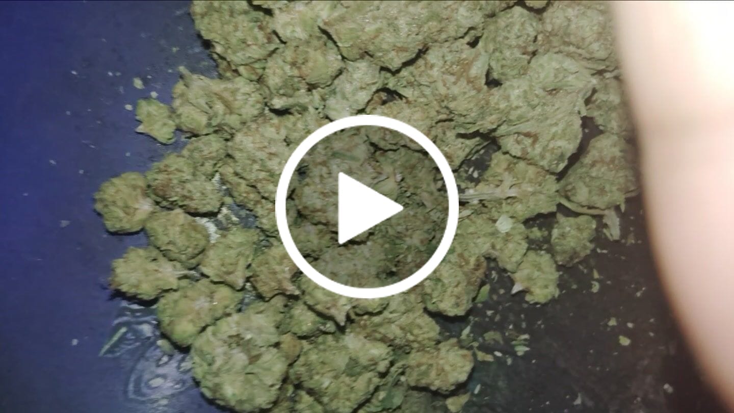Customer video review of Strawberry Cough - Minis - 14 Grams - Sativa