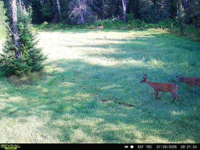 Customer photo review of Forage Turnip Food Plot Seed