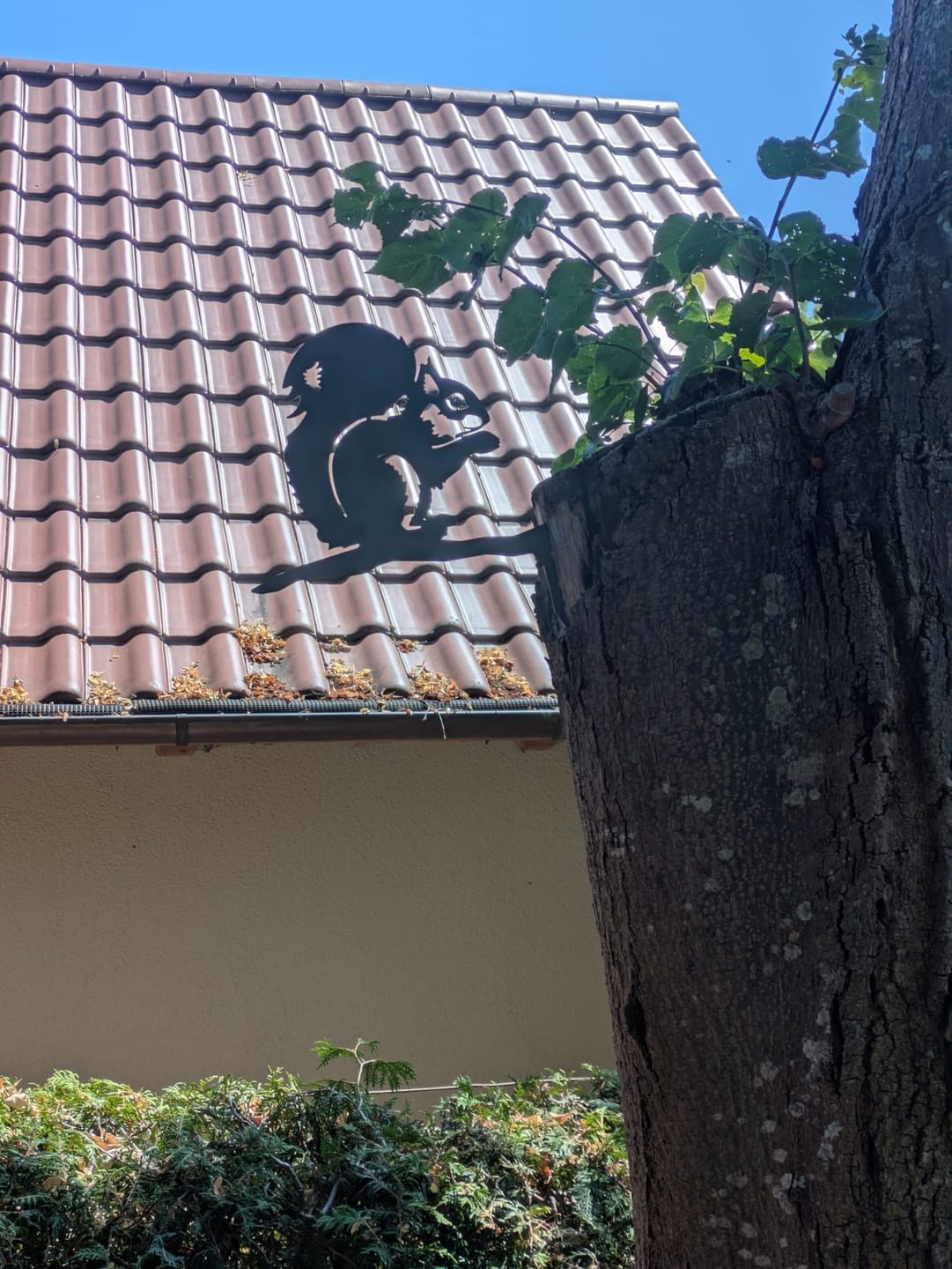 Customer photo review of Baumstecker Eichhörnchen