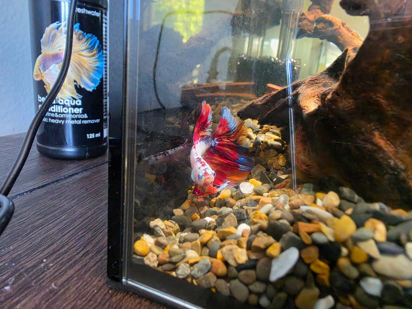 Customer photo review of Multicolor Halfmoon Male Betta Fish | High Grade | Order Directly From Farm |  You Pick Fish |