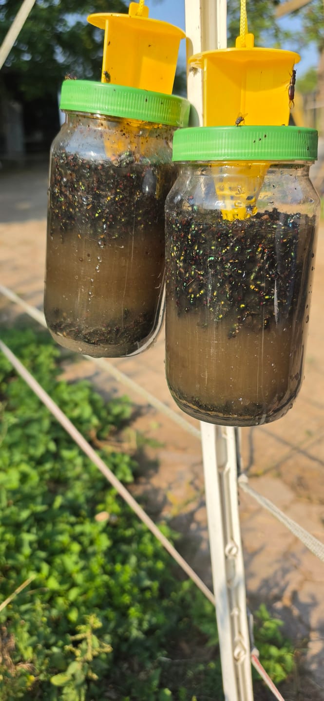Customer photo review of HorseSafe LiquidTrap – Schluss mit Fliegenstress auf deinem Hof