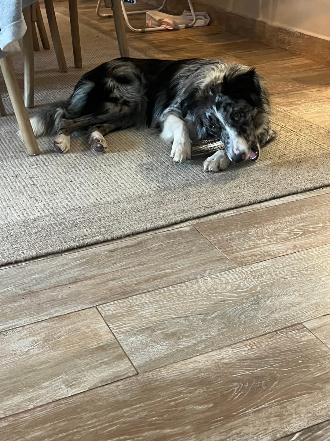 Customer photo review of Asta de ciervo para perros - Regular